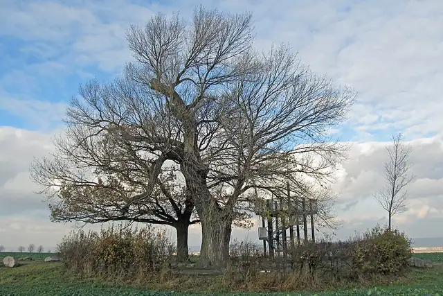 Babisnauer Pappel – Aussichtsturm, 9 km von Dresden