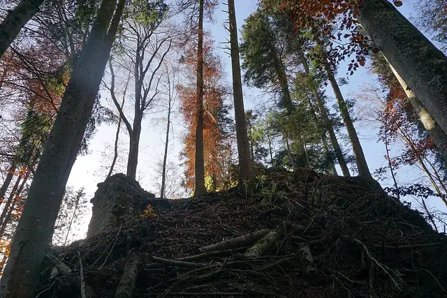 Ruine Riedburg – Ruine, 11 km von Bern