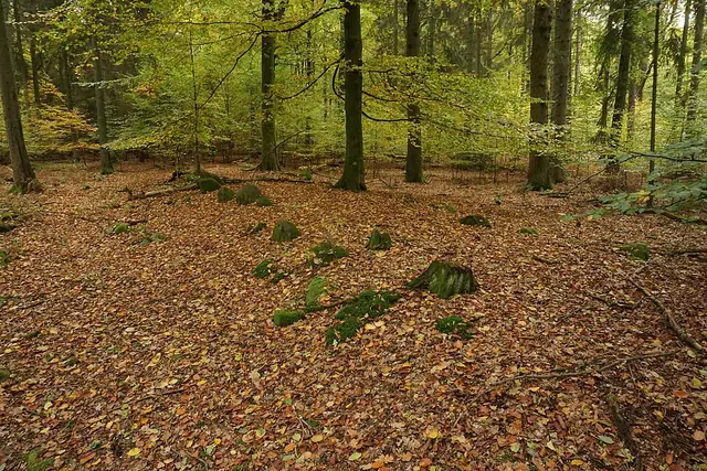 Großsteingrab Sachsenwald Alter Hau 1 – Megalith, bei Reinbek
